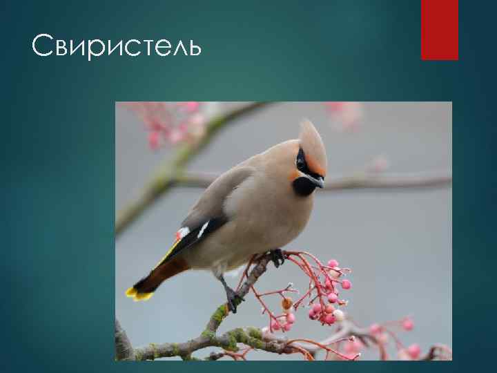 Свиристель 