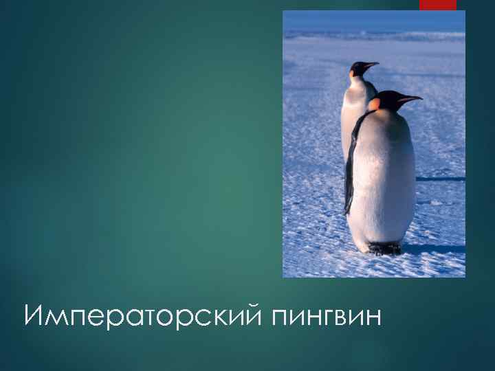 Императорский пингвин 