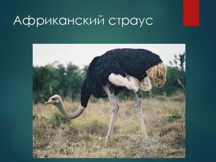 Африканский страус 