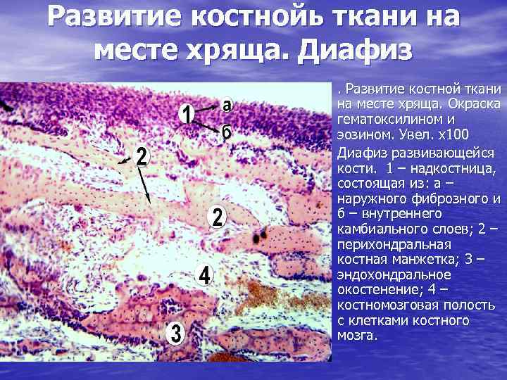 Развитие кости на месте хряща гистология рисунок