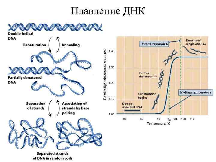 Плавление ДНК 