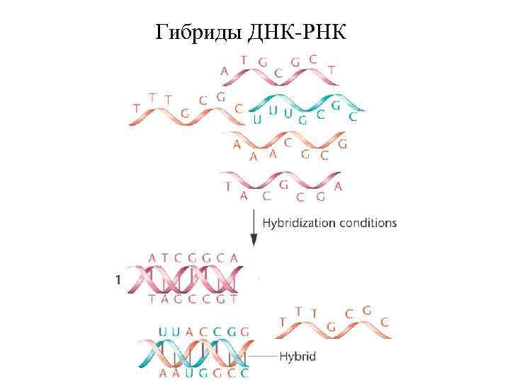 Гибриды ДНК-РНК 