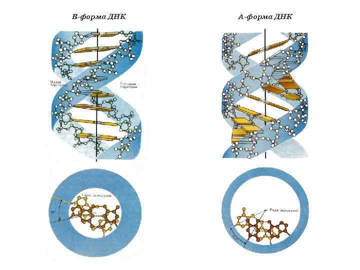 В-форма ДНК А-форма ДНК 