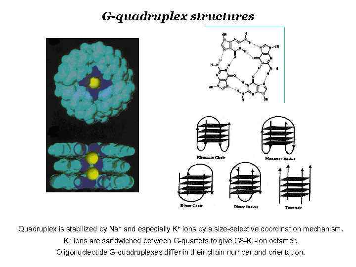 G-quadruplex structures Quadruplex is stabilized by Na+ and especially K+ ions by a size-selective
