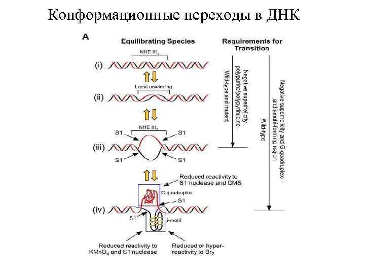 Конформационные переходы в ДНК 
