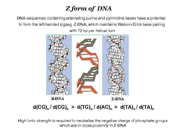 Z form of DNA sequences containing alternating purine and pyrimidine bases have a potential