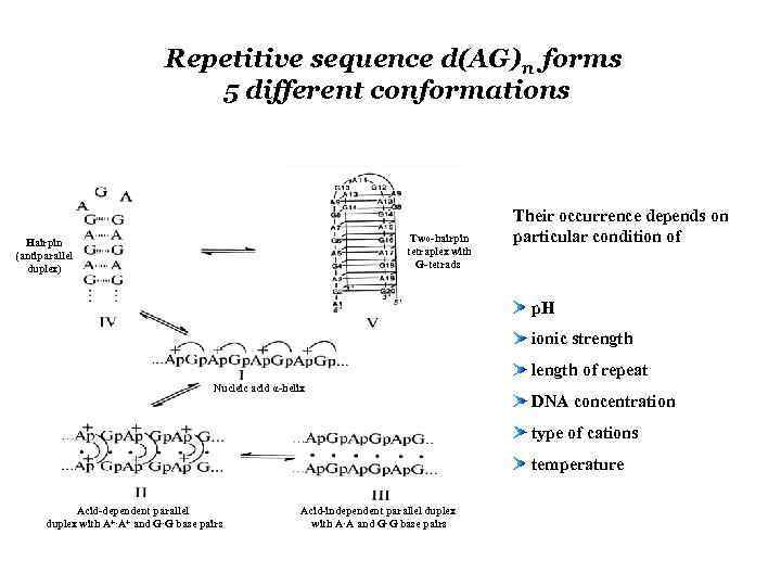 Repetitive sequence d(AG)n forms 5 different conformations Two-hairpin tetraplex with G-tetrads Hairpin (antiparallel duplex)