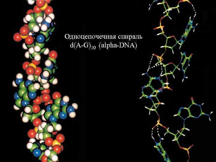 Одноцепочечная спираль d(A-G)10 (alpha-DNA) 
