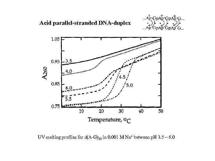 Acid parallel-stranded DNA-duplex UV melting profiles for d(A-G)30 in 0. 001 M Na+ between