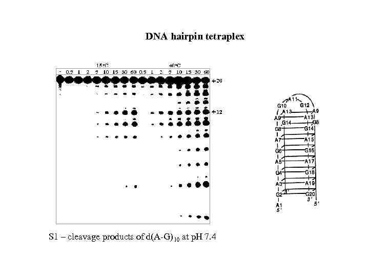 DNA hairpin tetraplex S 1 – cleavage products of d(A-G)10 at p. H 7.