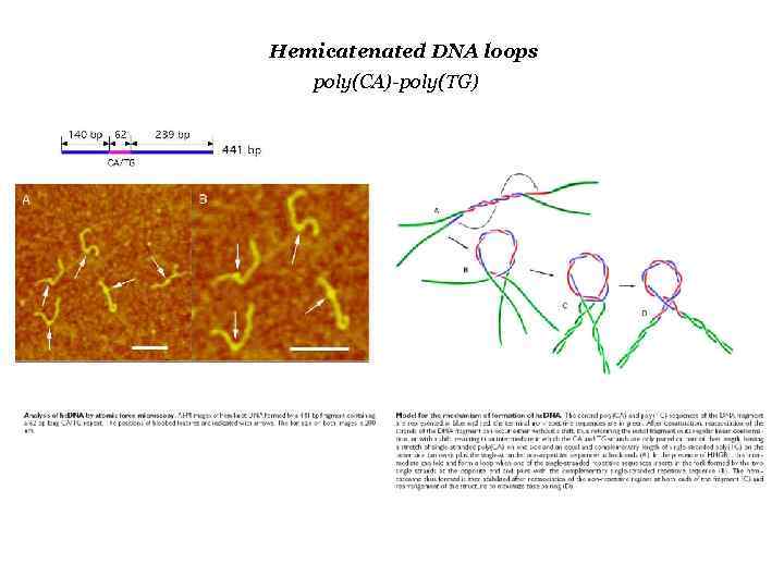Hemicatenated DNA loops poly(CA)-poly(TG) 