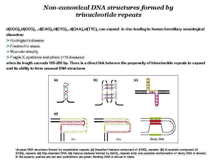 Non-canonical DNA structures formed by trinucleotide repeats d(CGG)n/d(CCG)n , d(CAG)n/d(CTG)n, d(GAA)n/d(TTC)n can expand in