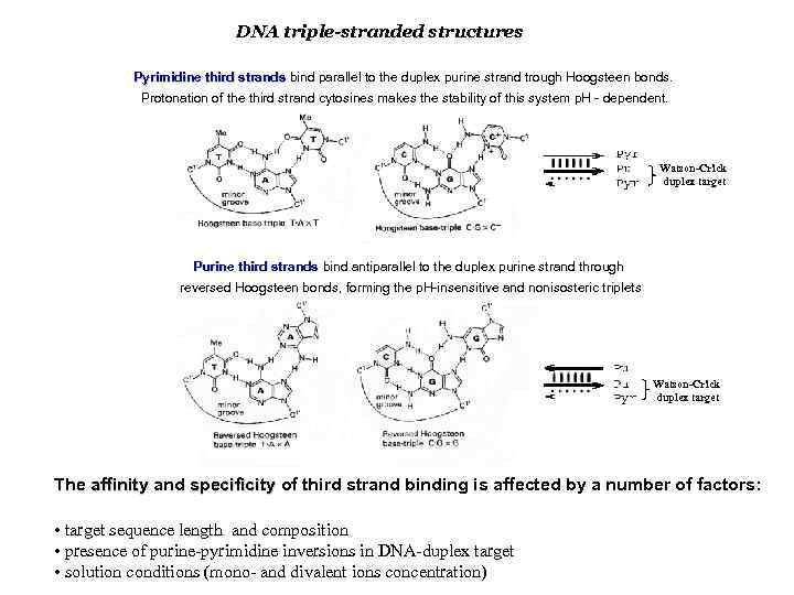 DNA triple-stranded structures Pyrimidine third strands bind parallel to the duplex purine strand trough