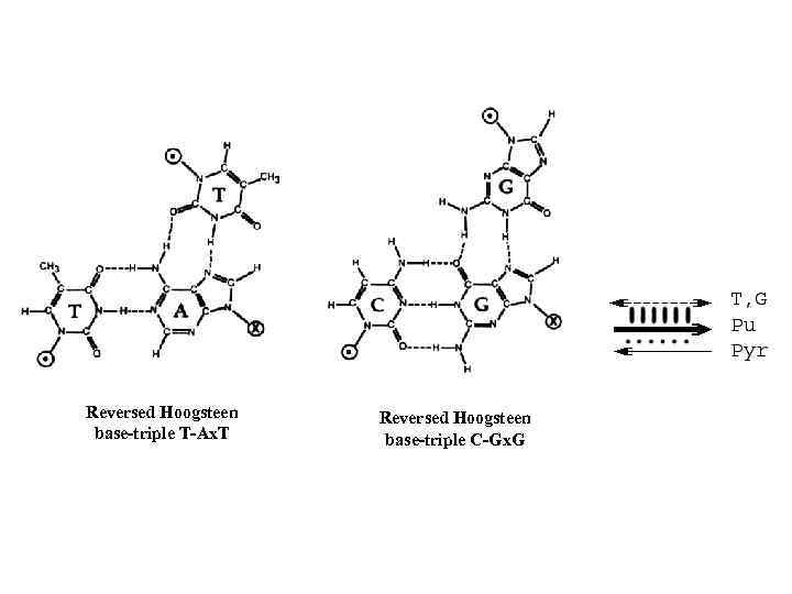 Reversed Hoogsteen base-triple T-Ax. T Reversed Hoogsteen base-triple C-Gx. G 