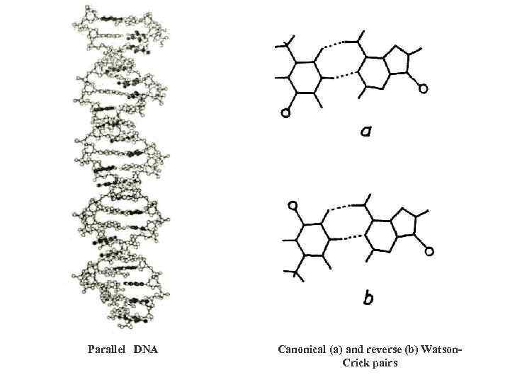 Parallel DNA Canonical (a) and reverse (b) Watson. Crick pairs 