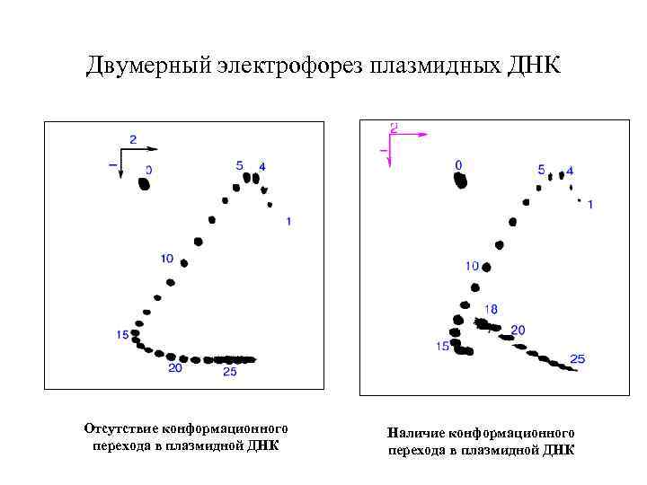 Двумерный электрофорез плазмидных ДНК Отсутствие конформационного перехода в плазмидной ДНК Наличие конформационного перехода в