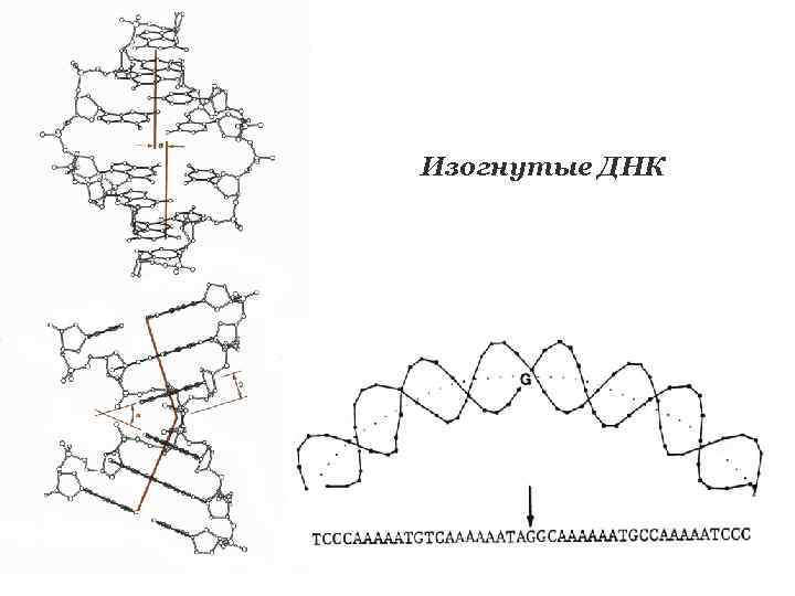 Изогнутые ДНК 