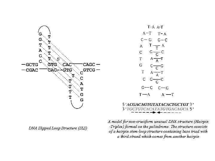 DNA Slipped Loop Structure (SLS) A model for non-cruciform unusual DNA structure (Hairpin -Triplex)