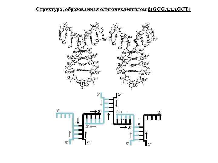Структура, образованная олигонуклеотидом d(GCGAAAGCT) 