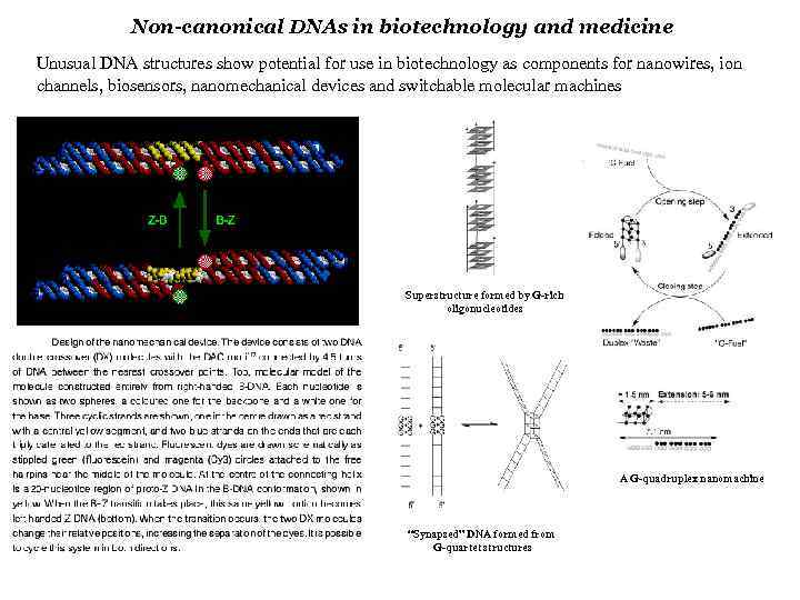 Non-canonical DNAs in biotechnology and medicine Unusual DNA structures show potential for use in