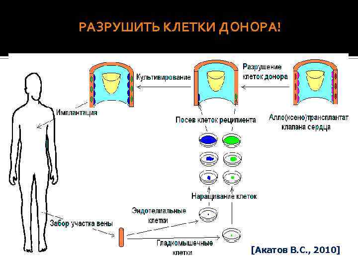 Ускорение миграции гладкомышечных клеток в стенку аорты человека in vitro ростовыми факторами. Нативная Посев