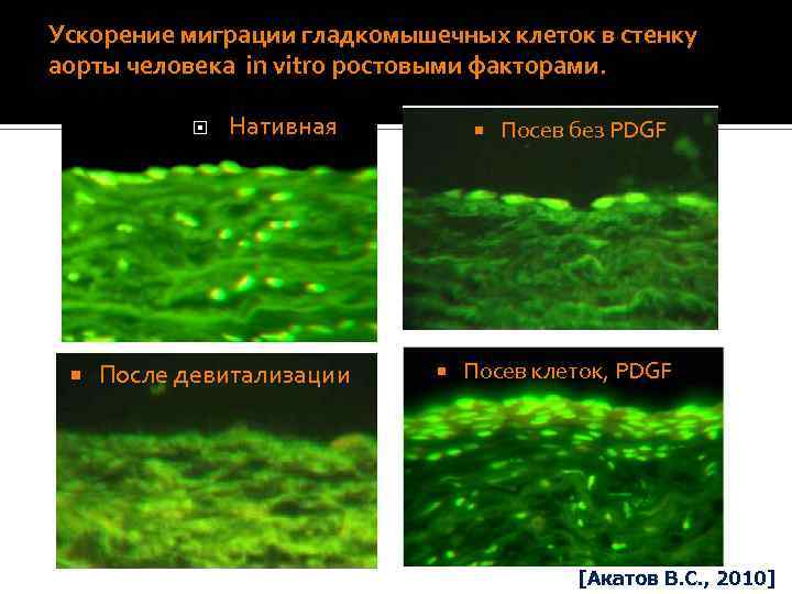 ПРОБЛЕМА ФИКСАЦИИ К ЖИВЫМ ТКАНЯМ 