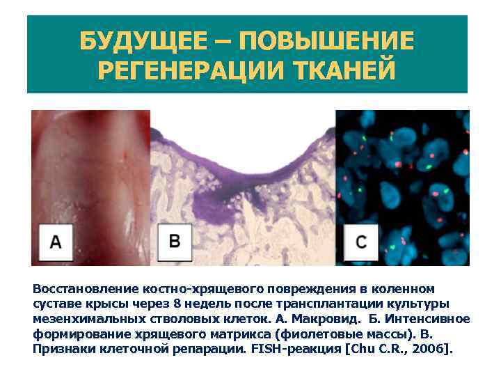  Клеточные технологии в мире: наука и клинические испытания Reproduction SC 7 % 