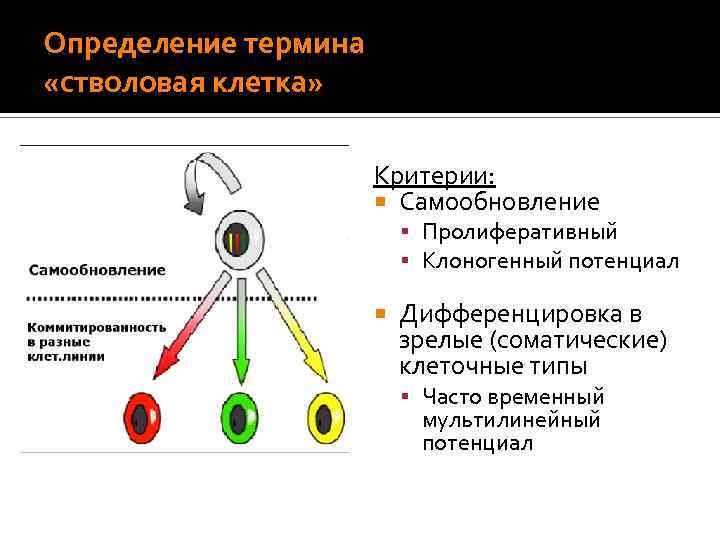 Типы стволовых клеток Эмбриональные СК Стволовые (inner cell mass) Герминогенные (embryonic gonad) Фето-плацентарные СК