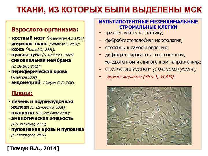  Использование стволовых клеток в медицине и науке Исследование СК Тестирование взрослого дифференцировки Индуцированные