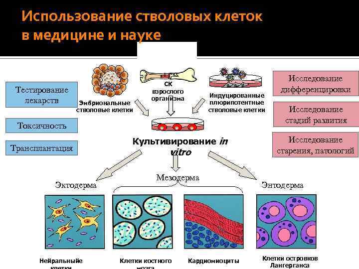  Белки, секретируемые культивируемыми МСК Протеомный анализ Регуляция ангиогенеза Регуляция IL-6, -8; VEGFC; чувствительност