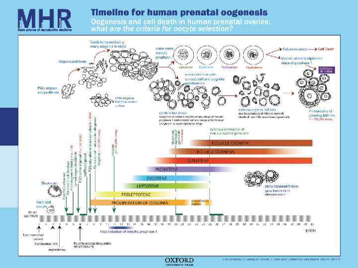 Образование зародышевых клеток in vitro из плюрипотентных стволовых клеток МЫШЬ ЧЕЛОВЕК Bucay et al.