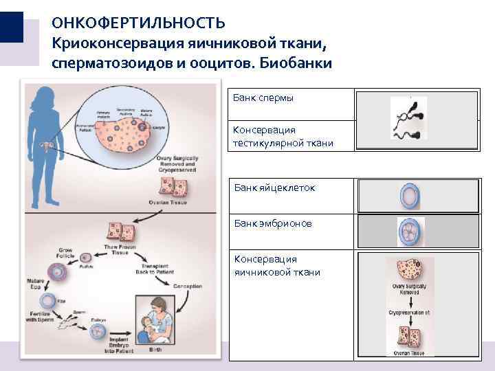КОЛЛАПАН – ИССЛЕДОВАНИЕ В ВОЛГОГРАДЕ Формирование костно-хрящевого повреждений (А) и восполнение их гранулированной формой