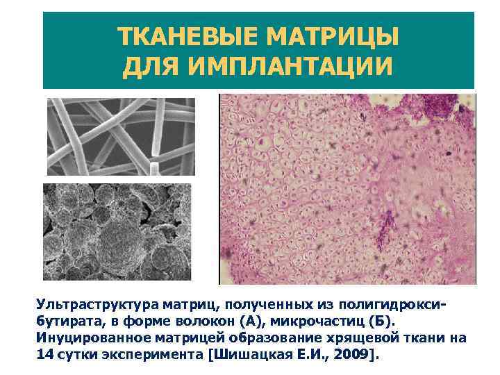 КОЛЛАПАН – ИССЛЕДОВАНИЕ В ВОЛГОГРАДЕ Суставные поверхности мыщелков бедренной кости через 16 (А) и