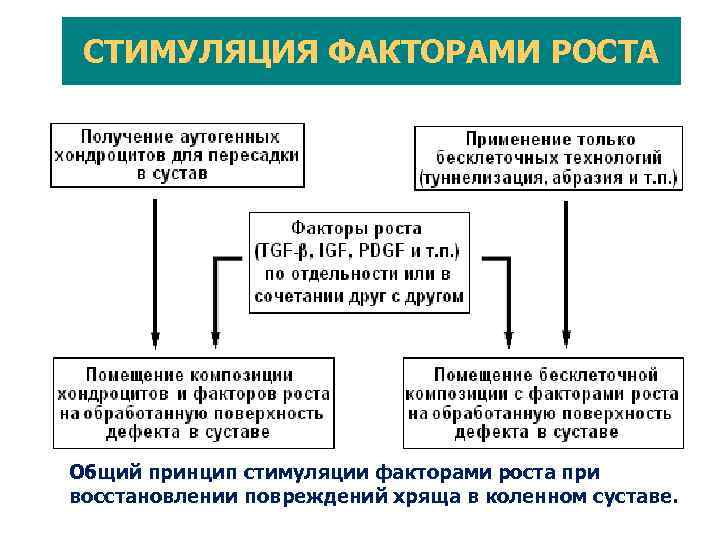 Межрегиональная общественная организация «Национальное общество регенеративной медицины» 