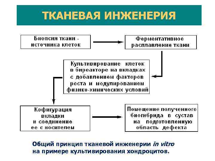 ЗАДАЧИ ОБЩЕСТВА РЕГЕНЕРАТИВНОЙ МЕДИЦИНЫ 1. Проведение ежегодных национальных конгрессов по регенеративной медицине, а в