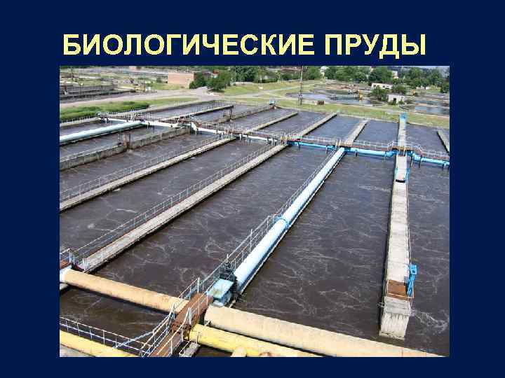 БИОЛОГИЧЕСКИЕ ПРУДЫ 