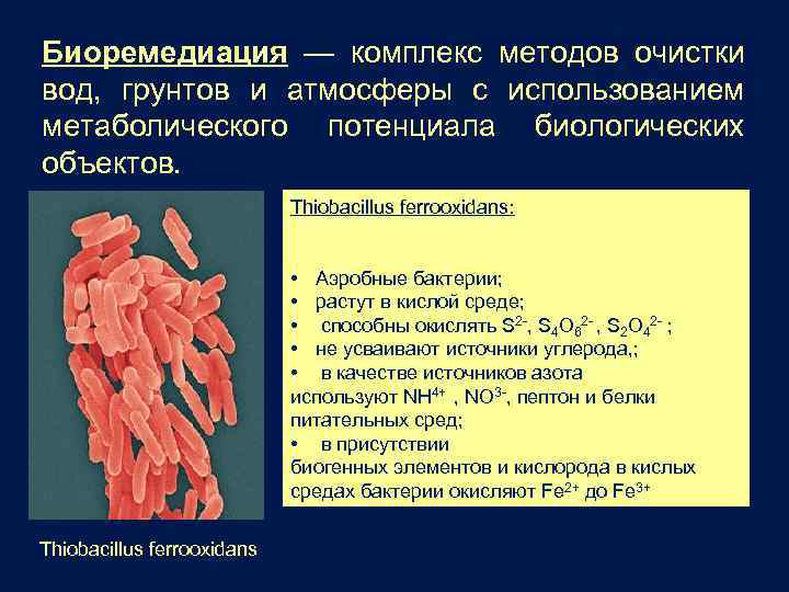 Биоремедиация — комплекс методов очистки вод, грунтов и атмосферы с использованием метаболического потенциала биологических
