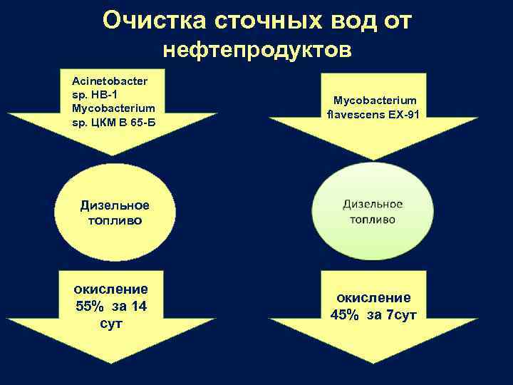 Очистка сточных вод от нефтепродуктов Acinetobacter sp. HB-1 Mycobacterium sp. ЦКМ В 65 -Б