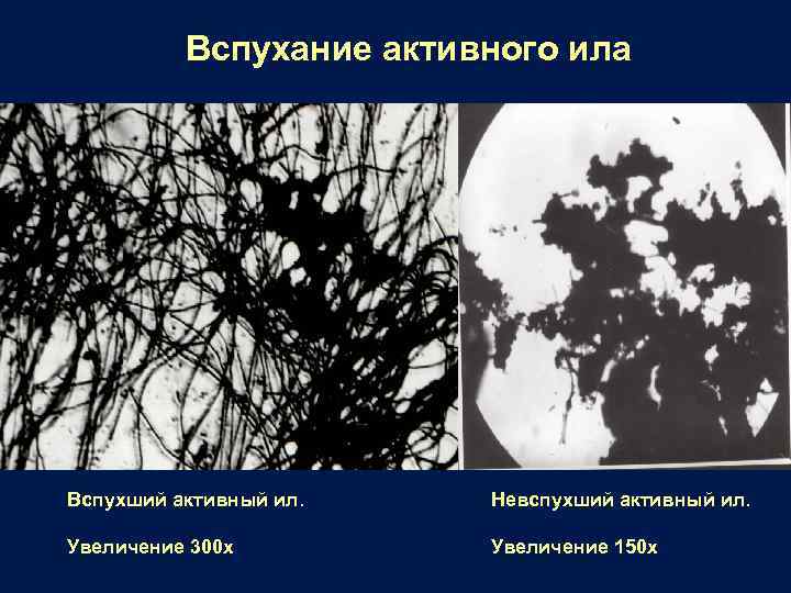 Вспухание активного ила Вспухший активный ил. Невспухший активный ил. Увеличение 300 х Увеличение 150