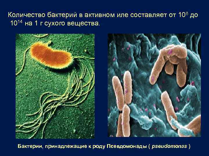 Количество бактерий в активном иле составляет от 108 до 1014 на 1 г сухого