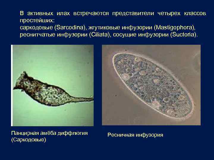 В активных илах встречаются представители четырех классов простейших: саркодовые (Sarcodina), жгутиковые инфузории (Mastigophora), реснитчатые