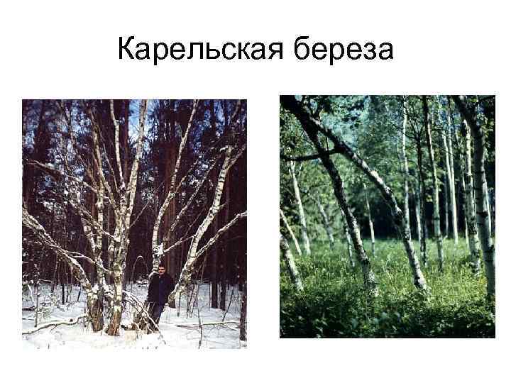 Карельская береза 