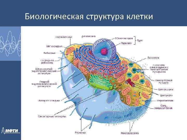 Биологическая структура клетки 