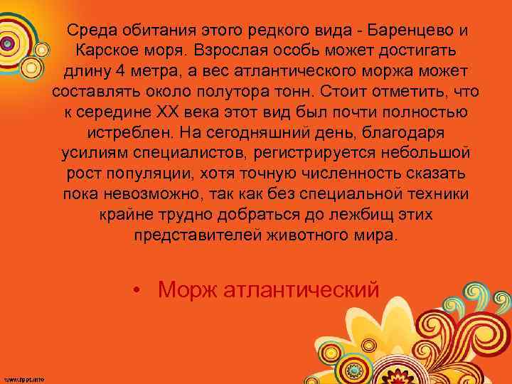  Среда обитания этого редкого вида Баренцево и Карское моря. Взрослая особь может достигать