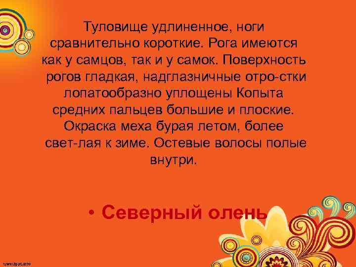 Туловище удлиненное, ноги сравнительно короткие. Рога имеются как у самцов, так и у самок.