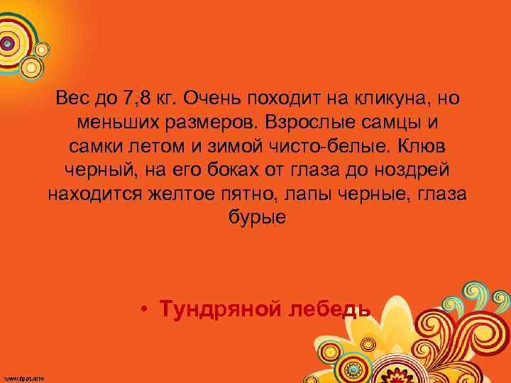 Вес до 7, 8 кг. Очень походит на кликуна, но меньших размеров. Взрослые самцы