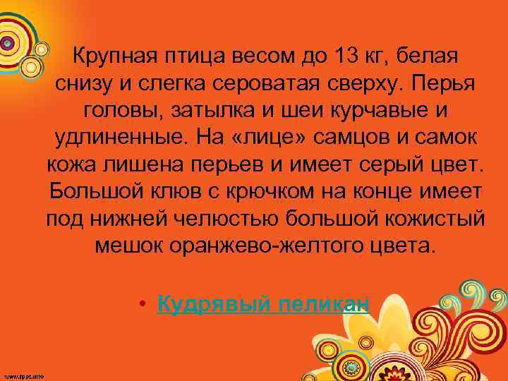 Крупная птица весом до 13 кг, белая снизу и слегка сероватая сверху. Перья головы,