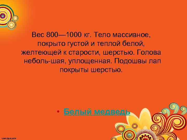 Вес 800— 1000 кг. Тело массивное, покрыто густой и теплой белой, желтеющей к старости,