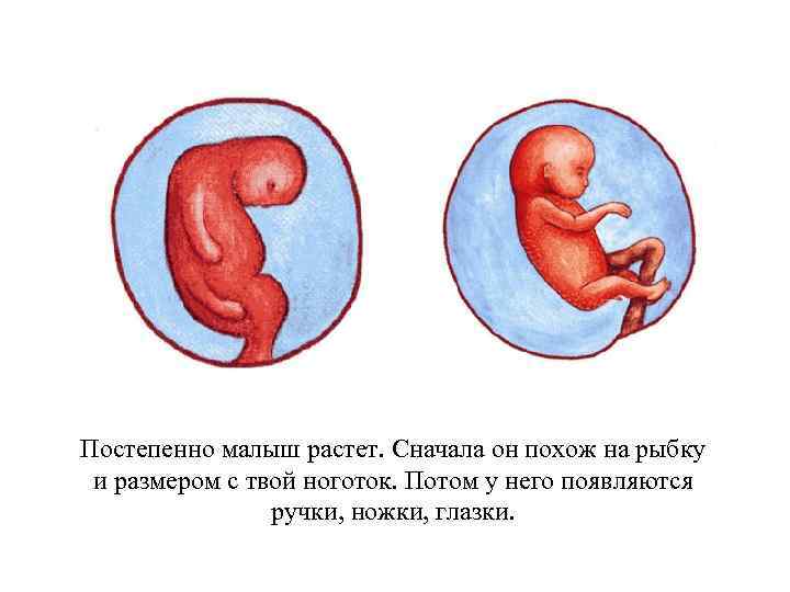 Постепенно малыш растет. Сначала он похож на рыбку и размером с твой ноготок. Потом