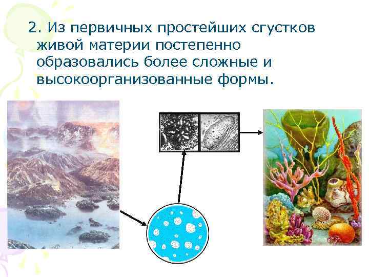  2. Из первичных простейших сгустков живой материи постепенно образовались более сложные и высокоорганизованные